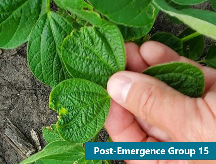  Soybean plants showing characteristic symptoms of Group 15 herbicide injury.