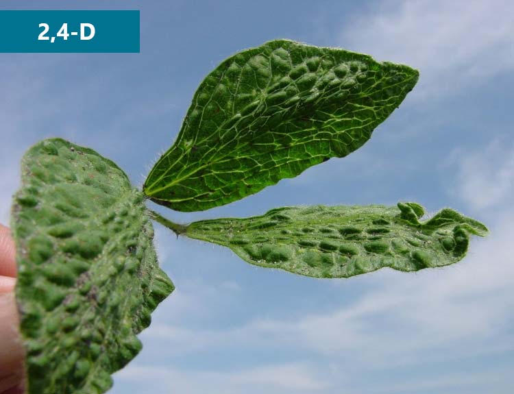 Soybean trifoliate showing symptoms of 2,4-D injury.