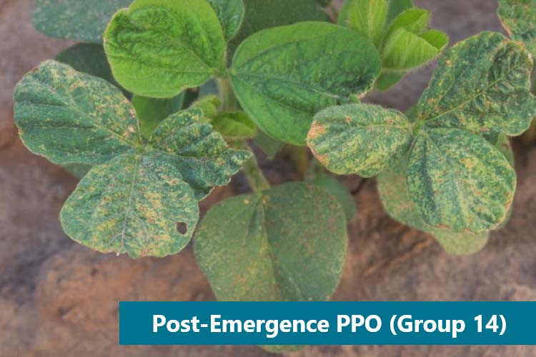 Soybean injury after foliar application of a PPO herbicide.