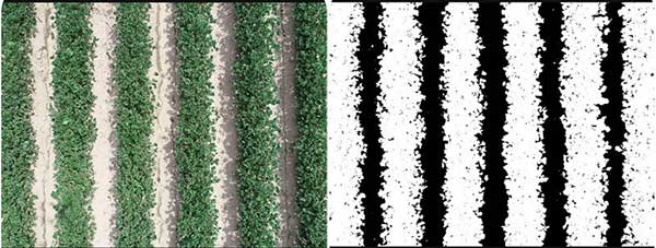 Example of an overhead sUAS image of a soybean field and the same image as processed by the Canopeo app to calculate the percentage of ground area covered by the crop canopy