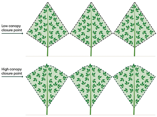 Silver-gray appearance on leaves of corn plants caused by radiational cooling injury