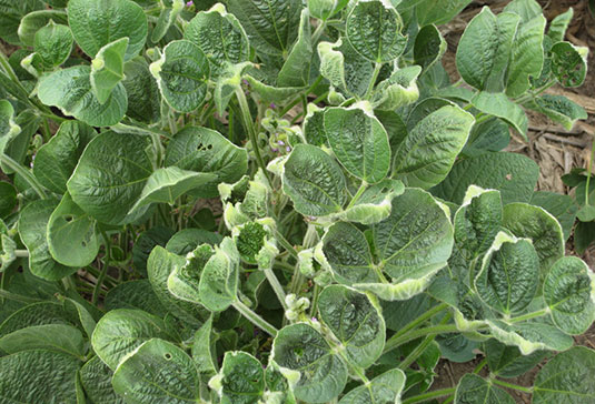 Soybean plants showing upward leaf cupping characteristic of dicamba injury.
