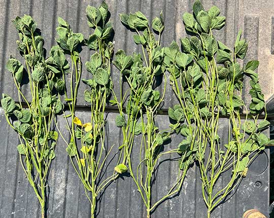 Silver-gray appearance on leaves of corn plants caused by radiational cooling injury