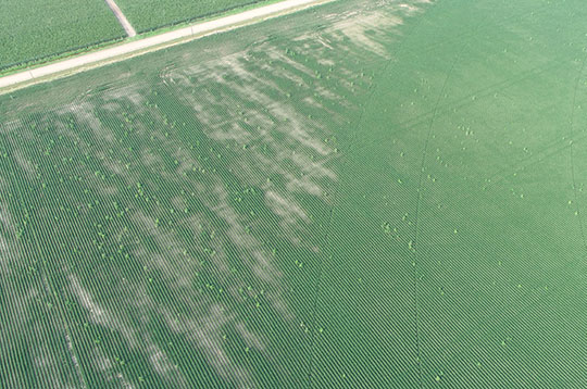 Silver-gray appearance on leaves of corn plants caused by radiational cooling injury