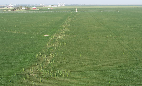 Silver-gray appearance on leaves of corn plants caused by radiational cooling injury
