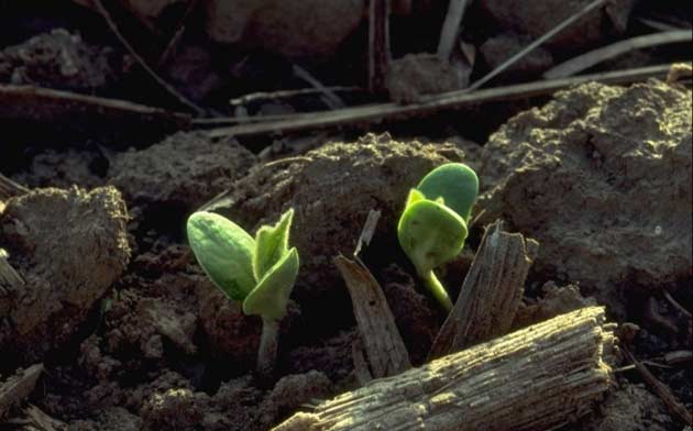 Photo - Emerging soybean seedlings.