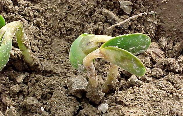 Photo - Emerging soybean seedlings damaged by frost..