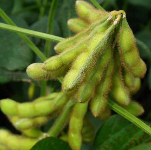 Closeup of soybean pods in clusters - mid-late season.