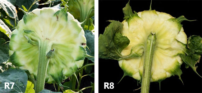 Photo - Sunflower heads at R7 and R8 growth stages.