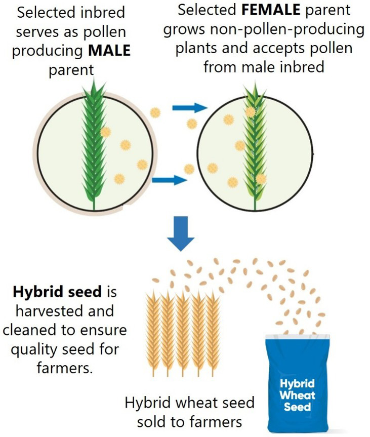 Illustration - system for the hybrid wheat seed production stage where fertile male and non-pollen producing female seeds are planted in the same field to create hybrid offspring