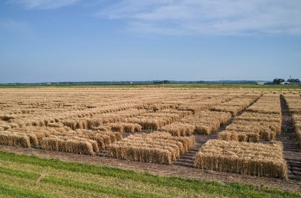 Wheat stands in a field - later in the growing season