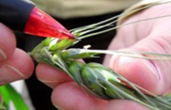 Grain of wheat - closeup - green plant