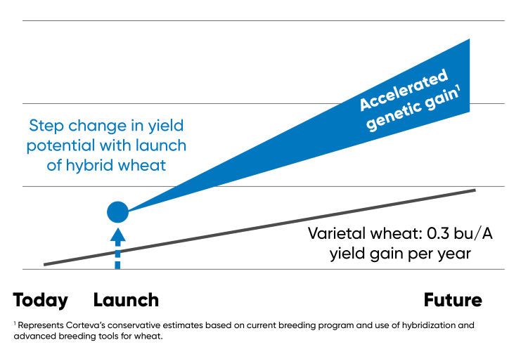 Chart - change in yield potential with the launch of hybrid wheat