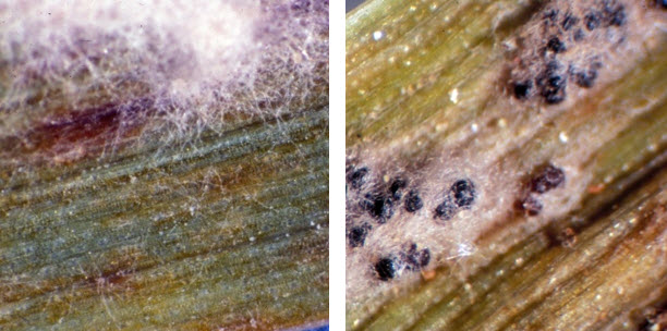 Photo - Mycelium and overwintering structures of Blumeria graminis.