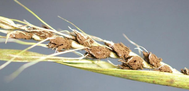 Photo - closeup - wheat leaf rust pathogen spores.