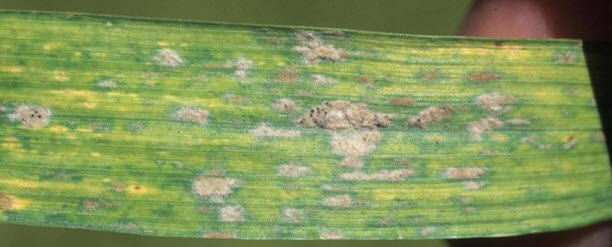 Photo - Powdery mildew on wheat - closeup