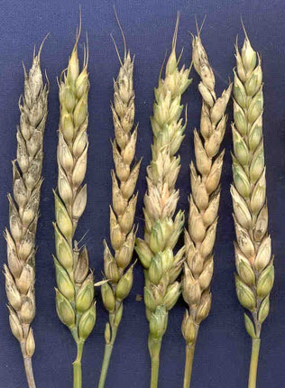 Photo - Variation in wheat head infection by Fusarium graminearum.