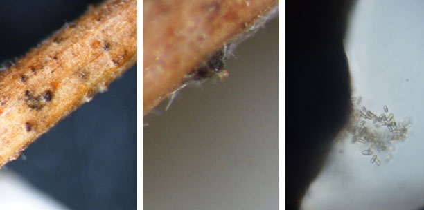 Photos - side-by-side - Ascospores of Zymoseptoria tritici emerging from a pseudothecia (dark colored overwintering structure).