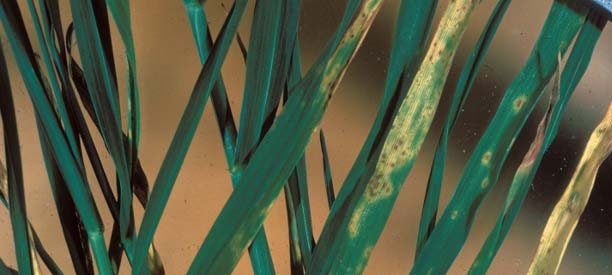 Photo - Leaf rust in cereal rye.