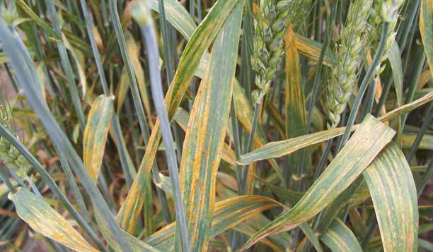 Photo - Puccinia striiformis infection of wheat.