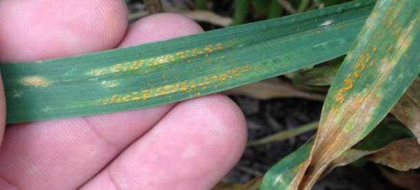 Photo - Stripe rust pustules forming elongated lesions on wheat leaf.