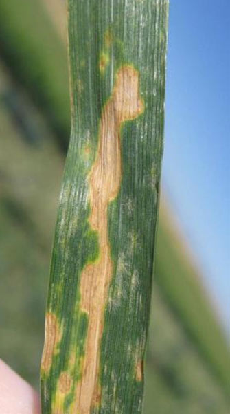 Photo - Tan Zymoseptoria tritici lesions on wheat leaves.