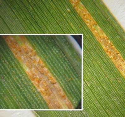 Photo - Urediniospores from Puccinia striiformis on wheat leaf.