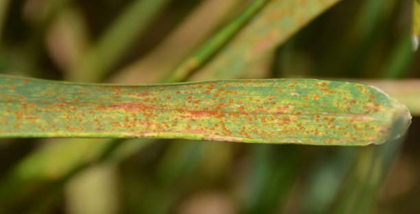 Photo - Wheat leaf with leaf rust pustules.
