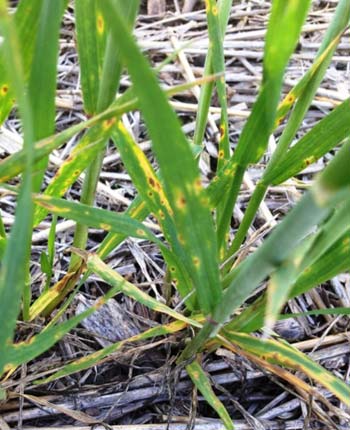 Photo - Wheat plants in field displaying typical tan spot symptoms.