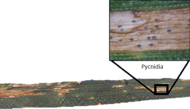 Photo - Zymoseptoria tritici on wheat leaves.