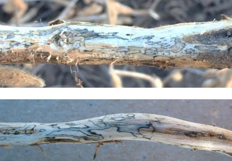 Photo - Dark zone lines on the lower stem are an indicator of Diaporthe fungal infection.