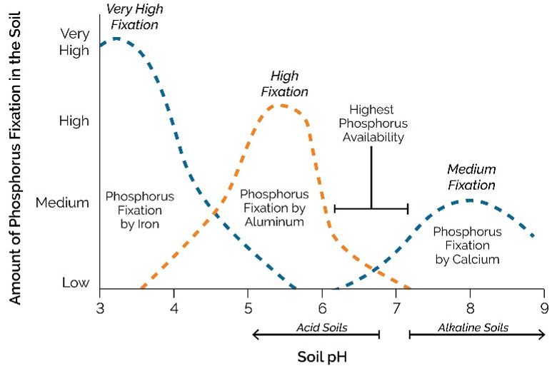 Graph - The effect of soil pH on phosphorus availability.