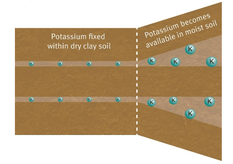 Illustration - Fixed potassium inside clay becomes available as water is added to soil.