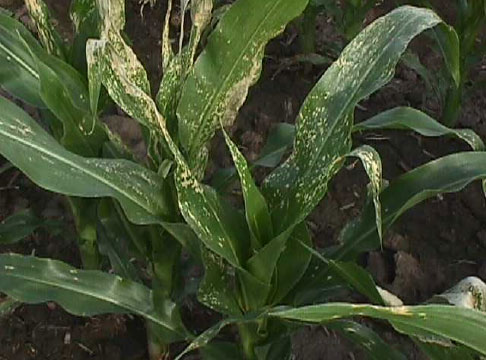 Carfentrazone herbicide symptomology on corn