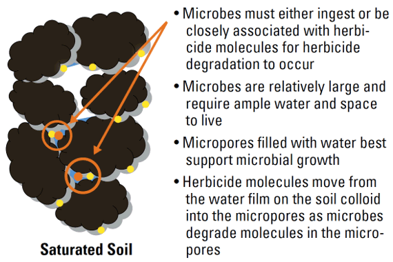 Illustration -How Microorganisms Degrade Herbicides in Moist Soil