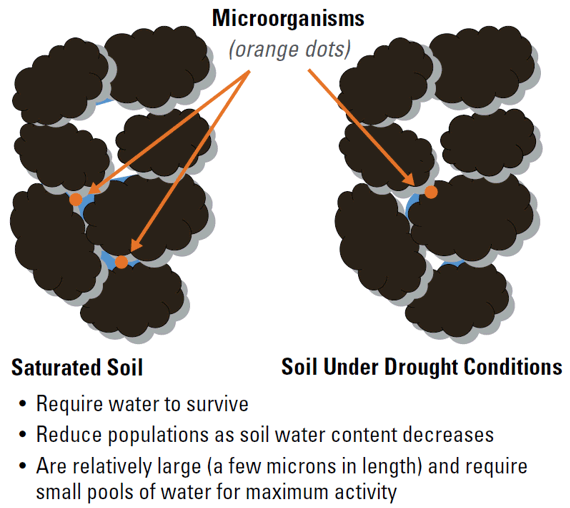 Illustration - How microorganisms function in soil.