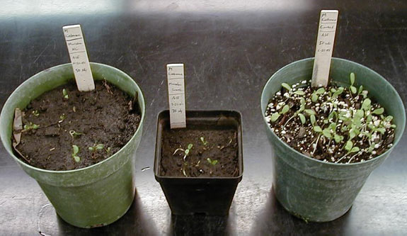 Photo - Bioassay showing response of alfalfa to fomesafen applied to soybeans the previous season. 