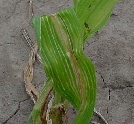 Photo - Leaf necrosis symptom from fomesafen carryover to corn.
