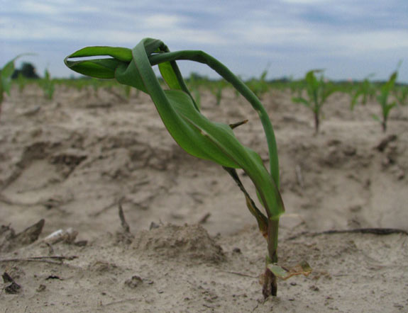 Photo - Buggy-whipping symptom from carryover of PPO herbicides to corn.