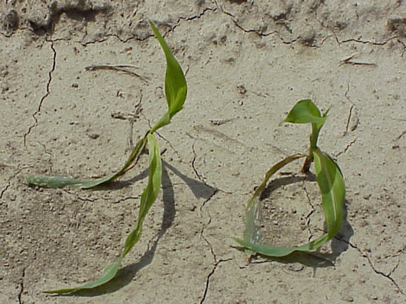 Photo - Leaf chlorosis and mid-vein breakage symptom from fomesafen.