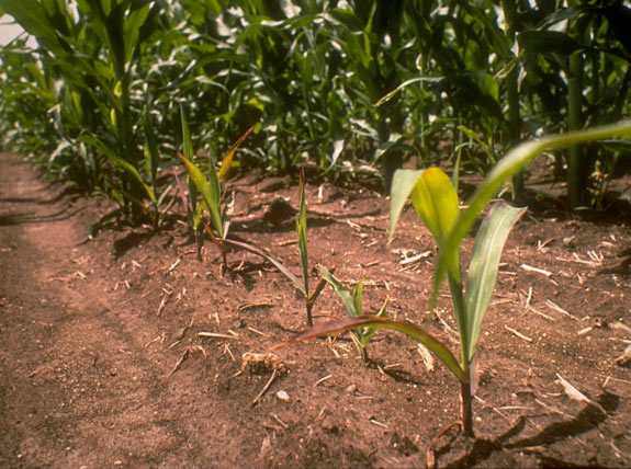 Photo - Uneven response of corn to soil residues of imazaquin applied to soybeans the previous year.