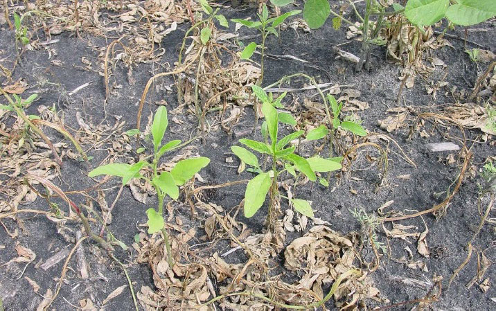 Use of PPO inhibitor herbicides has increased in recent years to manage glyphosate-resistant populations of weeds like common waterhemp