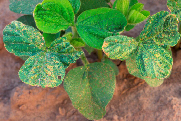 Soybean leaf bronzing due to acifluorfen