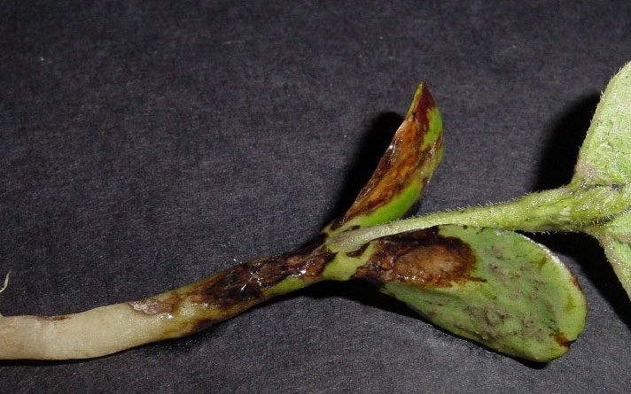 Soybean seedling showing sulfentrazone splash injury, resulting in burning of the hypocotyl and cotyledon tissue