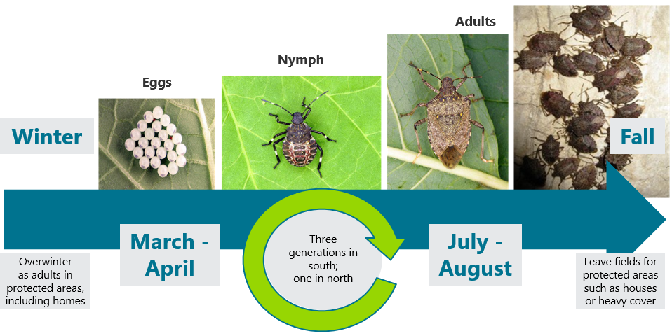 Drawing - Brown Marmorated Stink Bug Lifecycle.