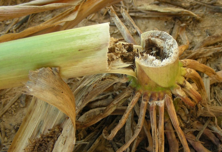 Photo - Corn stalk girdled by corn borer larva.