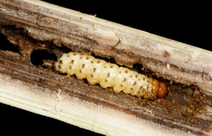 Photo - SWCB larva tunneling in corn stalk