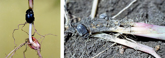 Sugarcane beetles feeding at the base of seedling corn plants