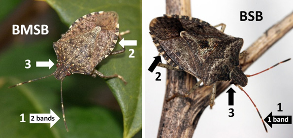 Photos - Side by side - Identification - Brown Marmorated Stink Bug and Brown Stink Bug