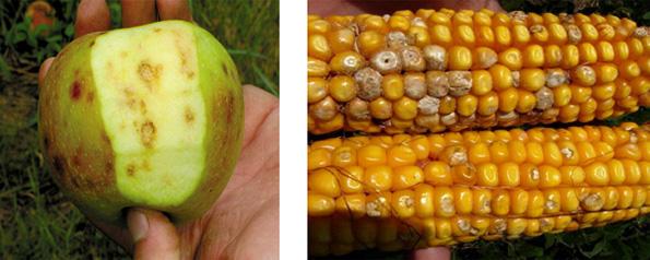 Photos - Side by side - BMSB damage to fruit and corn